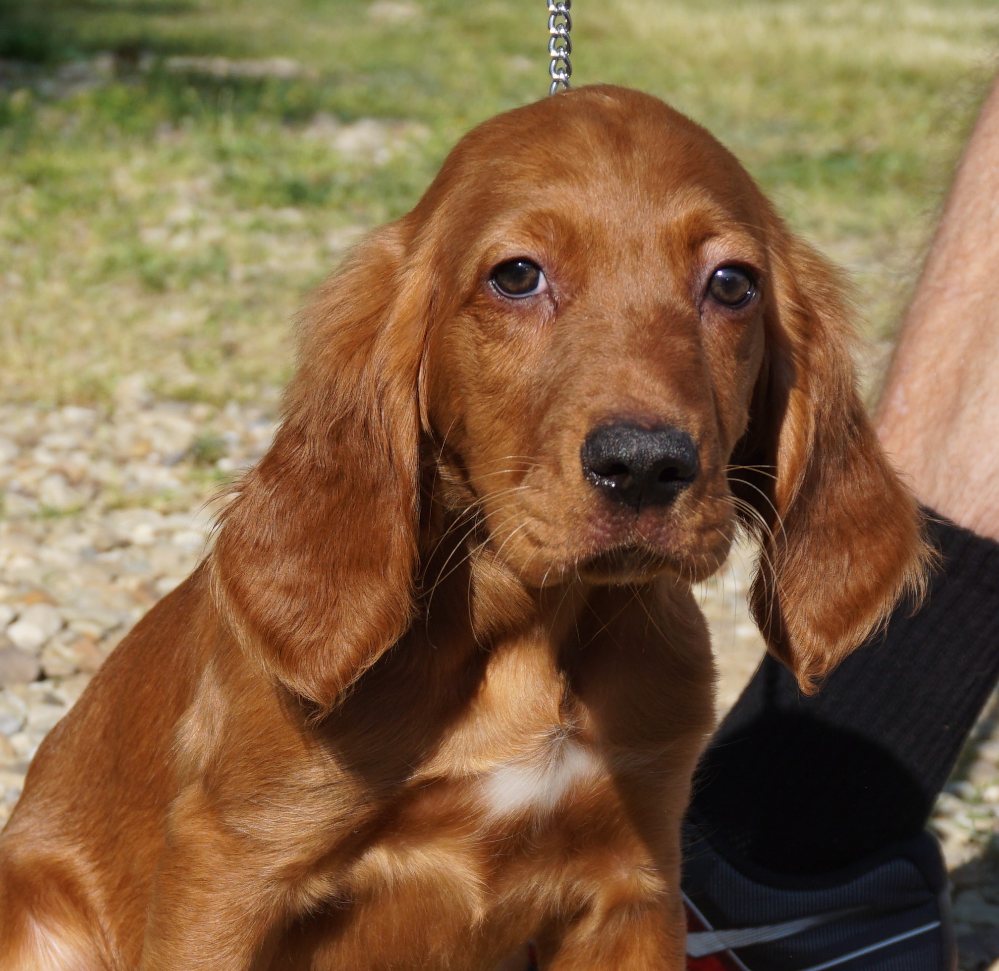 irish setter puppies for sale