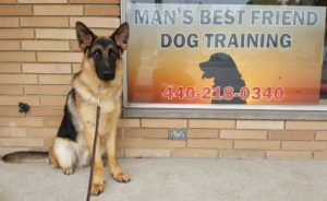 trained companion for sale trained dogs for sale family obedience protection dogs trained companion for sale trained dogs for sale family obedience protection dogs