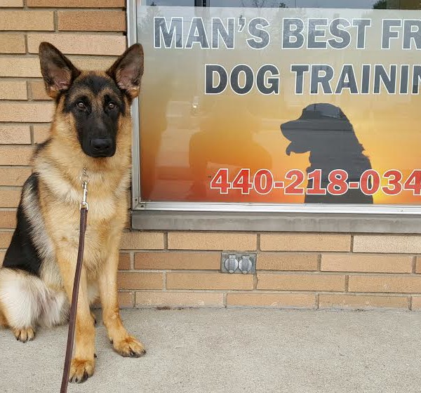 trained companion for sale gator german shepherd s best friend trained companion for sale gator german shepherd s best friend