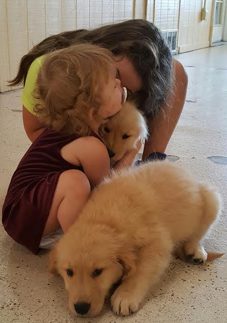 trained golden retriever for sale ranger akc golden retriever puppy trained and for sale s best friend trained golden retriever for sale ranger akc golden retriever puppy trained and for sale s best friend