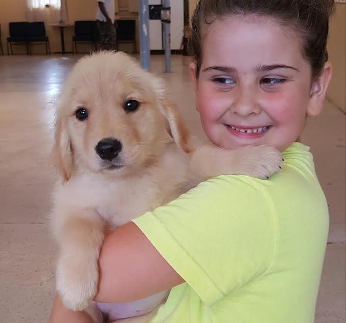 golden retriever trained dogs for sale munchkin akc golden retriever puppy trained and for sale s best friend golden retriever trained dogs for sale munchkin akc golden retriever puppy trained and for sale s best friend