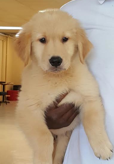 golden retriever trained dogs for sale trained dogs for sale family obedience protection dogs golden retriever trained dogs for sale trained dogs for sale family obedience protection dogs
