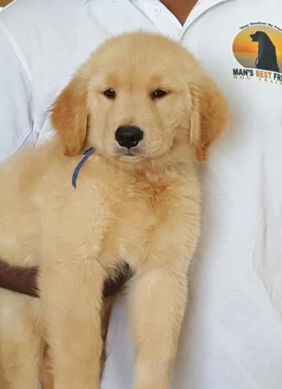 golden retriever trained dogs for sale trained dogs for sale family obedience protection dogs golden retriever trained dogs for sale trained dogs for sale family obedience protection dogs