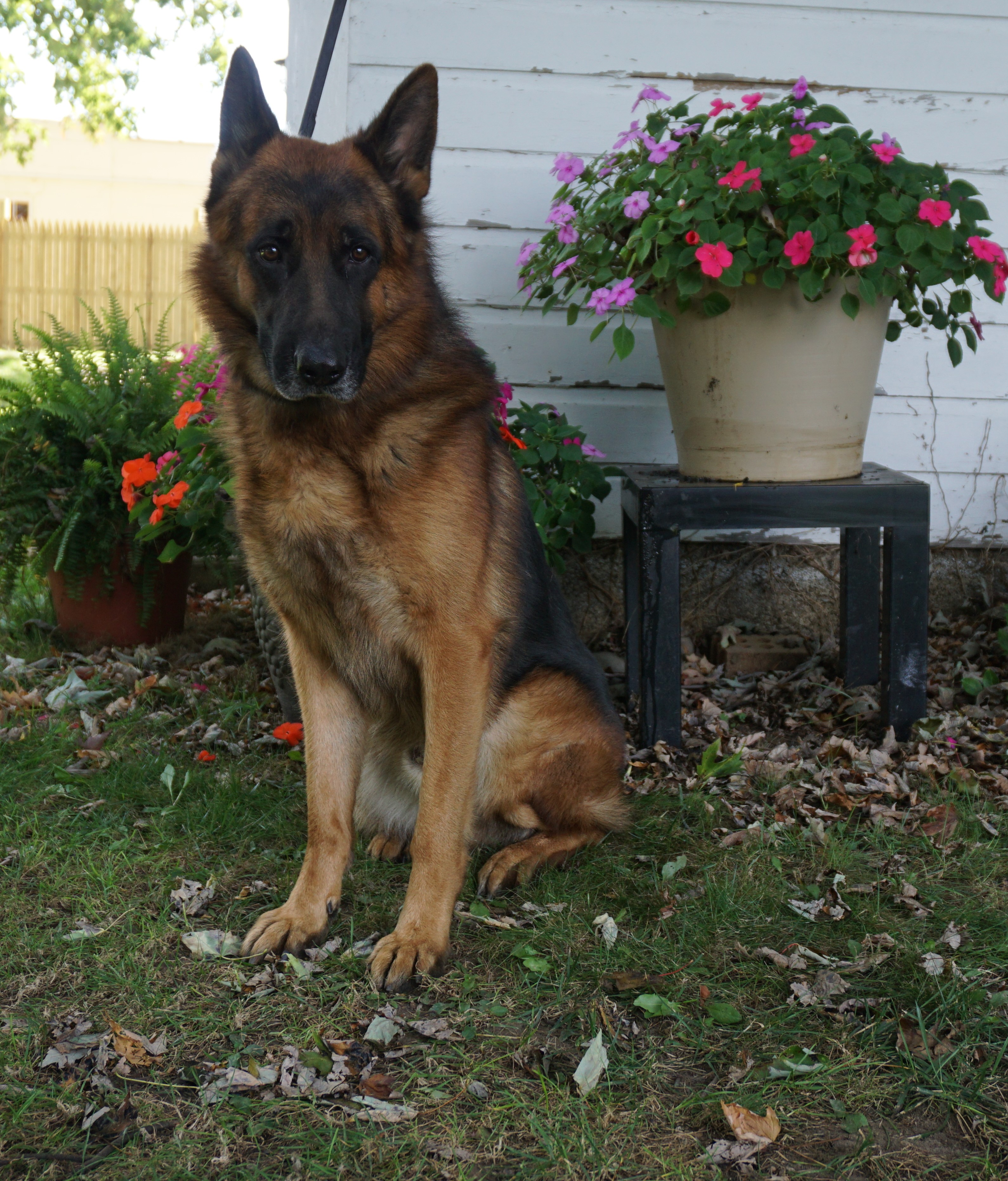 german shepherd service renzo german shepherd service s best friend german shepherd service renzo german shepherd service s best friend