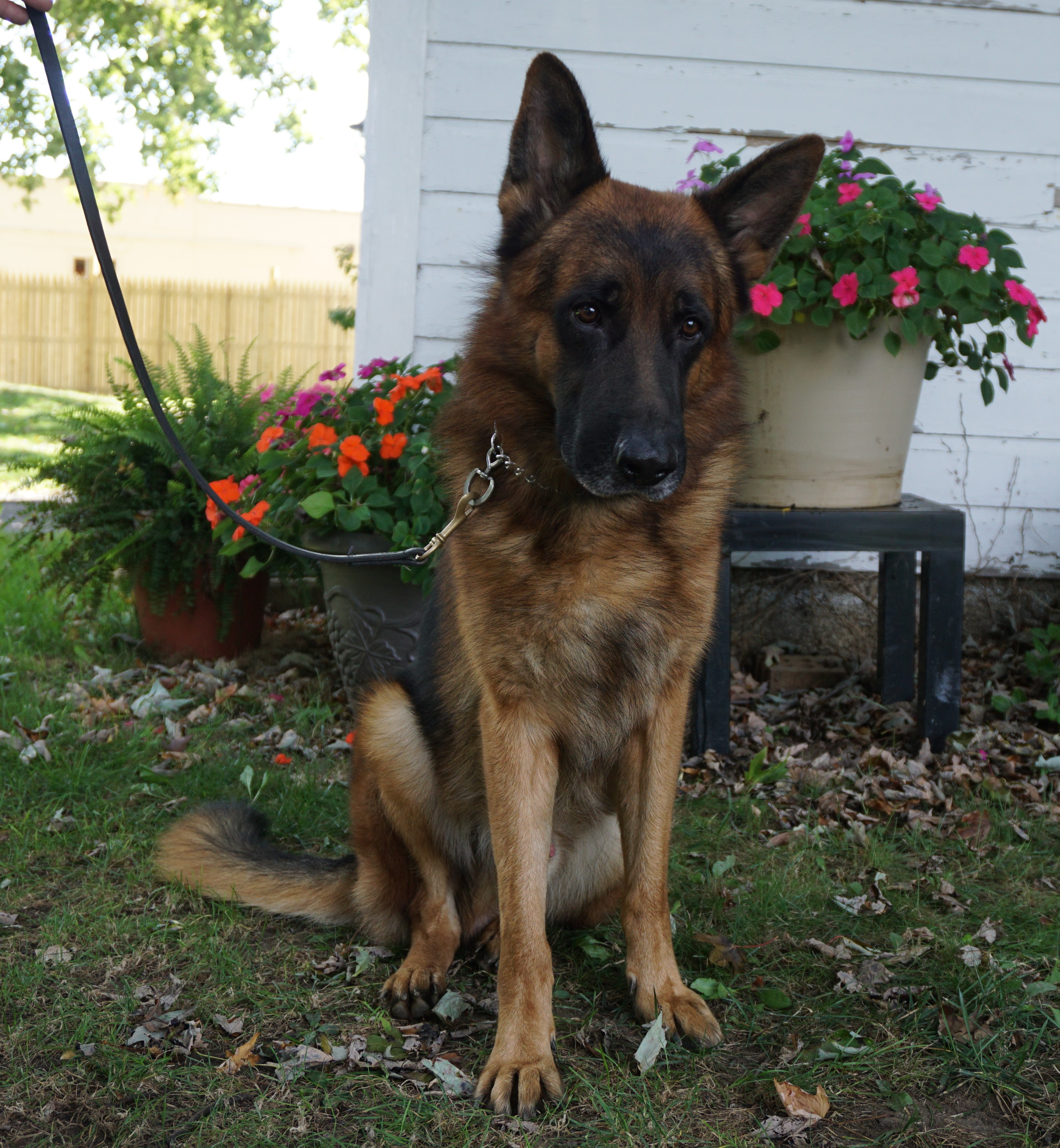 shepherd german dog service renzo male