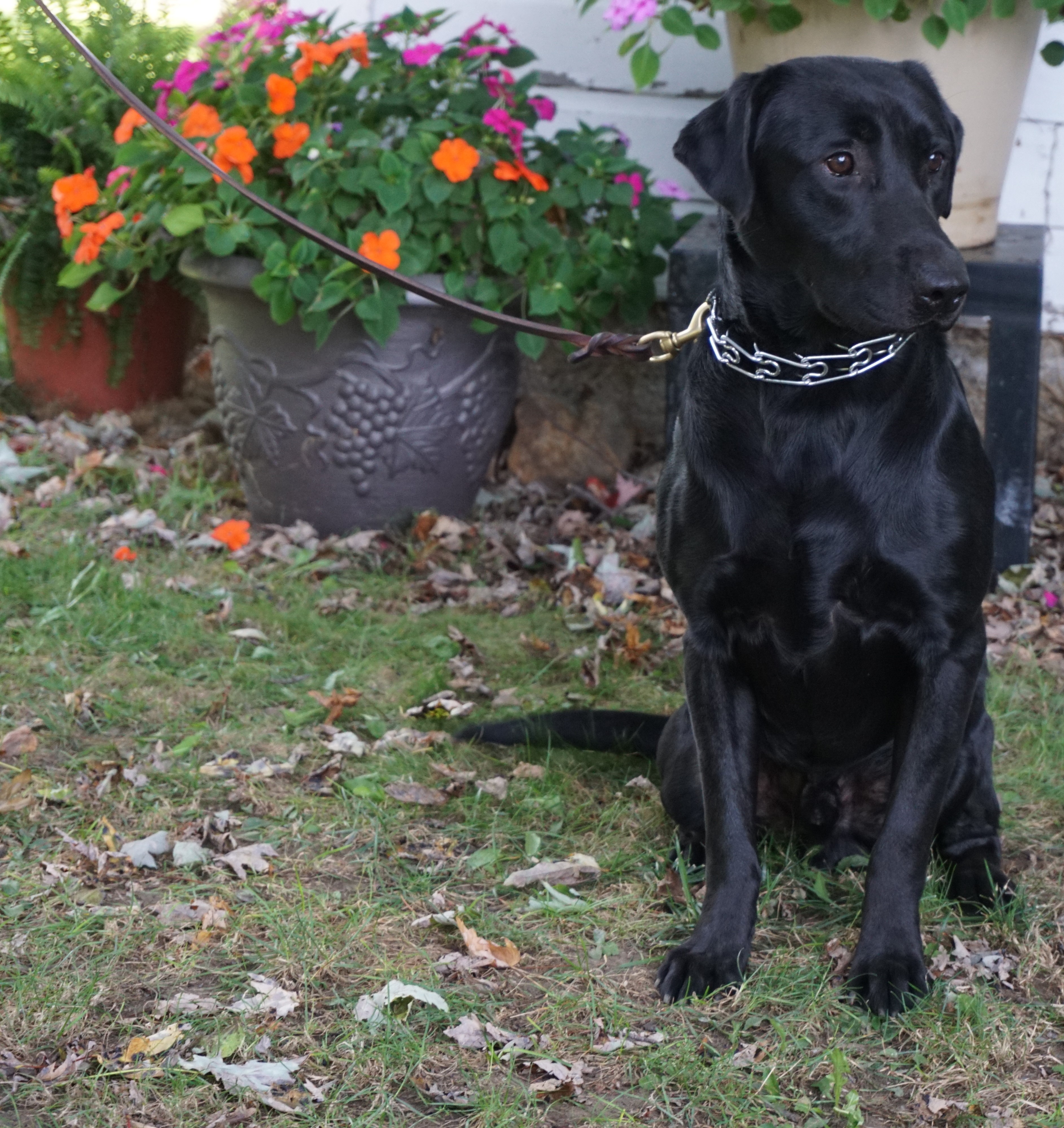 Best Friend Training Dog Obedience School Best Friend Training Dog Obedience School