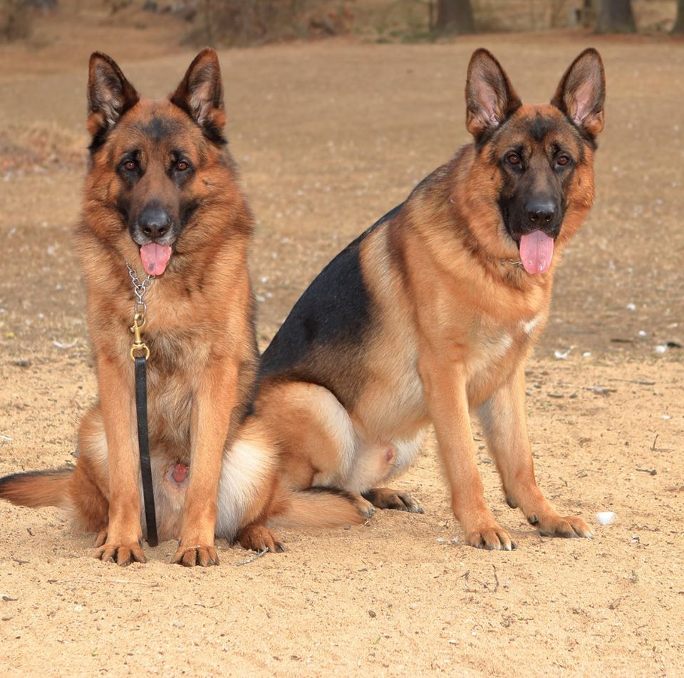 german shepherd renzo dog service male friend