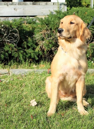 Adult Female Golden Retriever For Sale Adult Female Golden Retriever For Sale