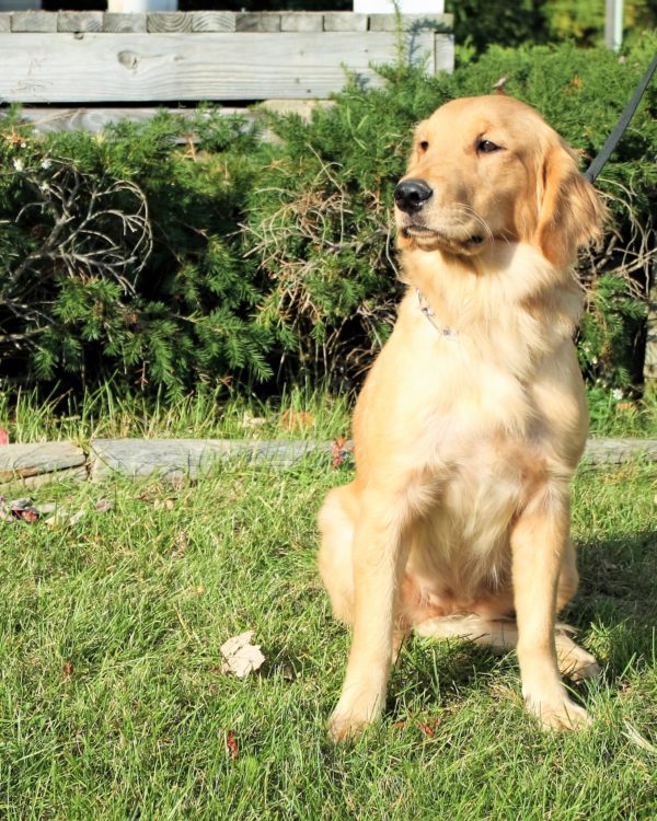 one year golden retriever nora akc golden retriever s best friend one year golden retriever nora akc golden retriever s best friend