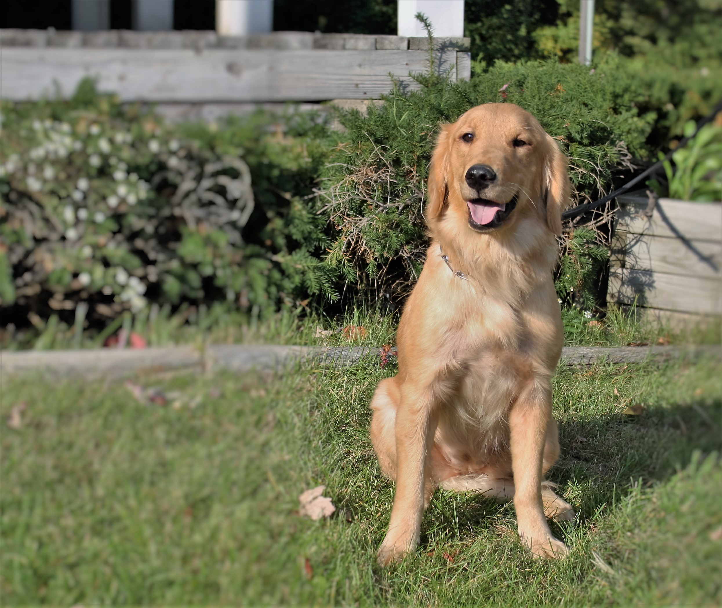 Nora AKC Female Adult Golden Retriever Man s Best Friend nora-akc-female-adult-golden-retriever-man-s-best-friend