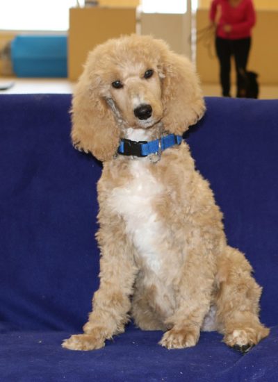 standard poodle puppies ohio standard poodle breeders cincinnati ohio photo standard poodle puppies ohio standard poodle breeders cincinnati ohio photo