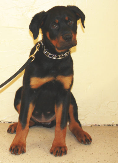 rottweiler mix puppies for sale in michigan golden retriever rottweiler mix puppies for sale photo rottweiler mix puppies for sale in michigan golden retriever rottweiler mix puppies for sale photo
