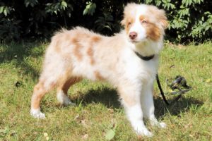 Dog Training In Dayton Oh Dog Training In Dayton Oh