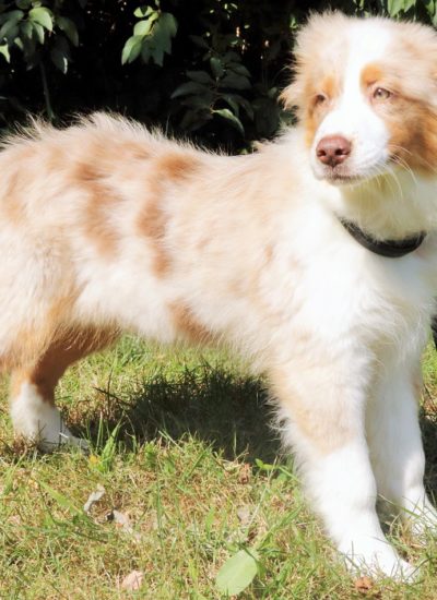 australian shepherd rottweiler mix puppies for sale trained dogs for sale family obedience u0026 protection dogs australian shepherd rottweiler mix puppies for sale trained dogs for sale family obedience u0026 protection dogs