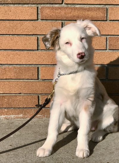 australian shepherd puppies for sale los angeles trained dogs for sale family obedience u0026 protection dogs australian shepherd puppies for sale los angeles trained dogs for sale family obedience u0026 protection dogs