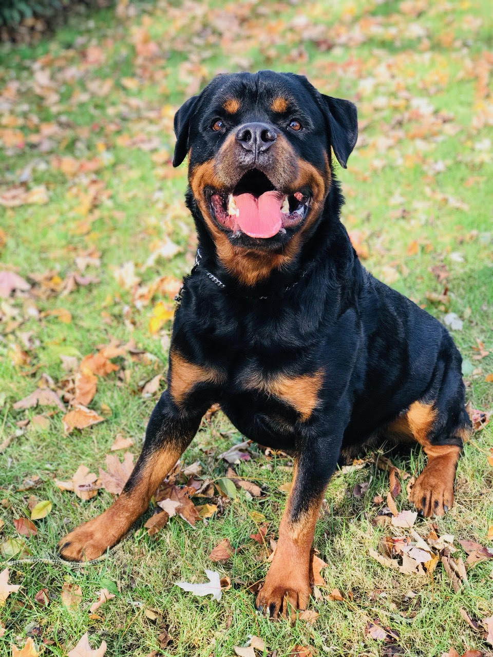 Thor: Male Adult Rottweiler - Man's Best Friend