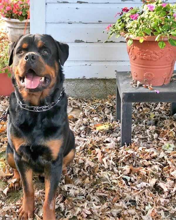 Best Friend Training Dog Obedience School Best Friend Training Dog Obedience School