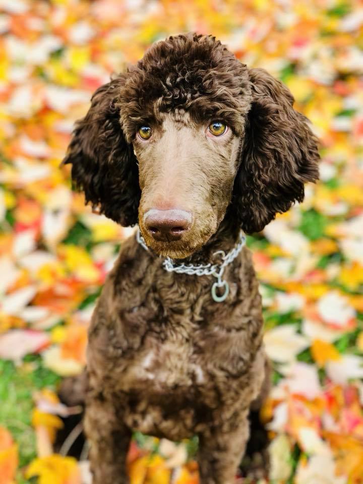 poodle puppy standard trained doogie chocolate male sold