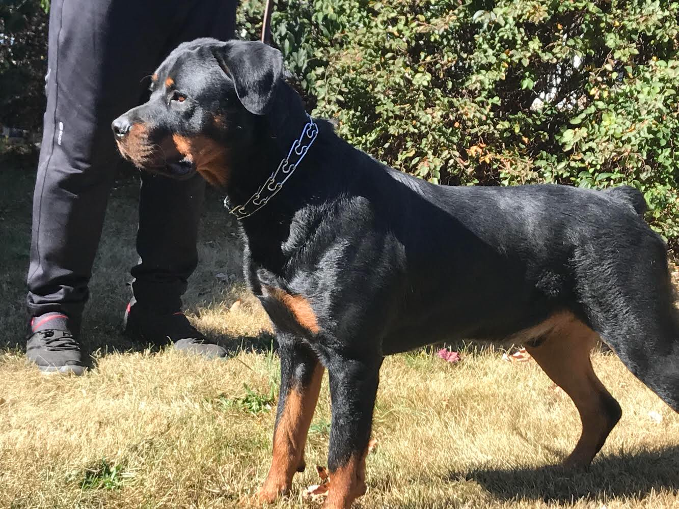 Basic Training Photos >> Rufus: Male Rottweiler - Man's Best Friend Basic Training Photos >> Rufus: Male Rottweiler - Man's Best Friend