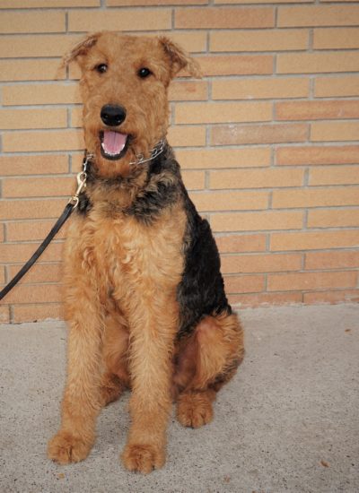 trained service dogs for sale trained dogs for sale family obedience protection dogs trained service dogs for sale trained dogs for sale family obedience protection dogs