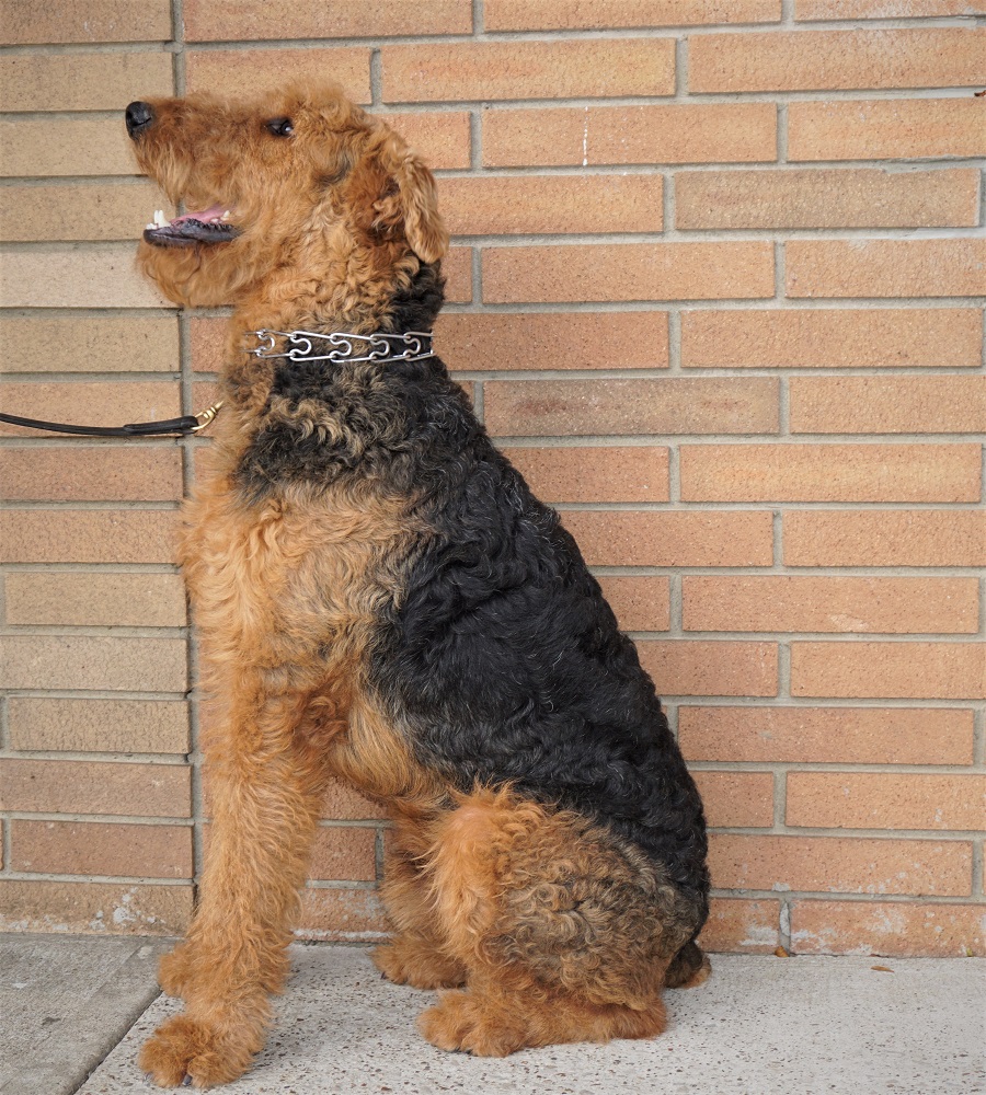 trained service dogs winston trained service for sale s best friend trained service dogs winston trained service for sale s best friend