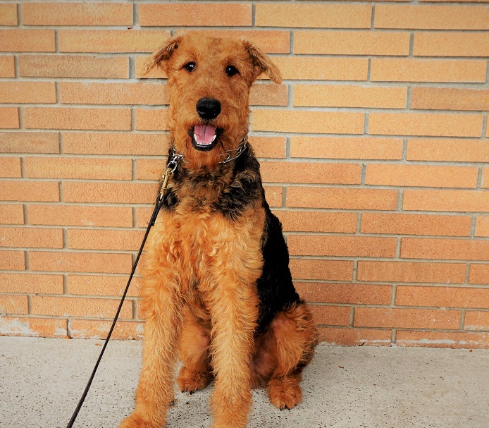 trained service dogs for sale winston trained service for sale s best friend trained service dogs for sale winston trained service for sale s best friend