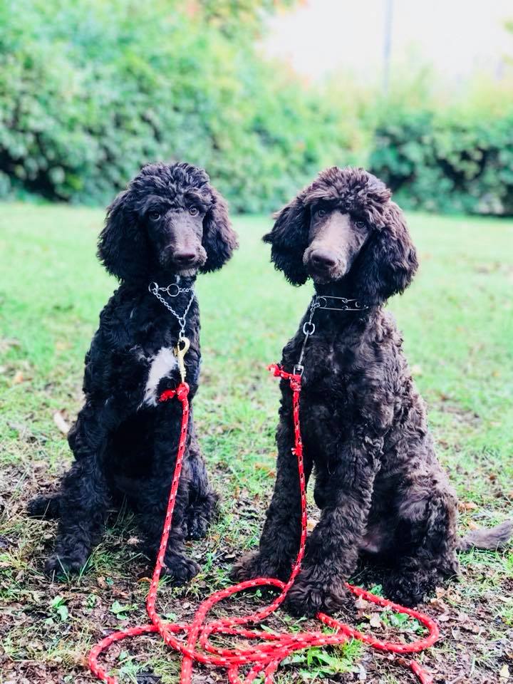 Doogie: Trained, Chocolate, Standard Poodle Puppy - Man's Best Friend