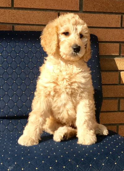 trained service dogs for sale trained dogs for sale family obedience protection dogs trained service dogs for sale trained dogs for sale family obedience protection dogs
