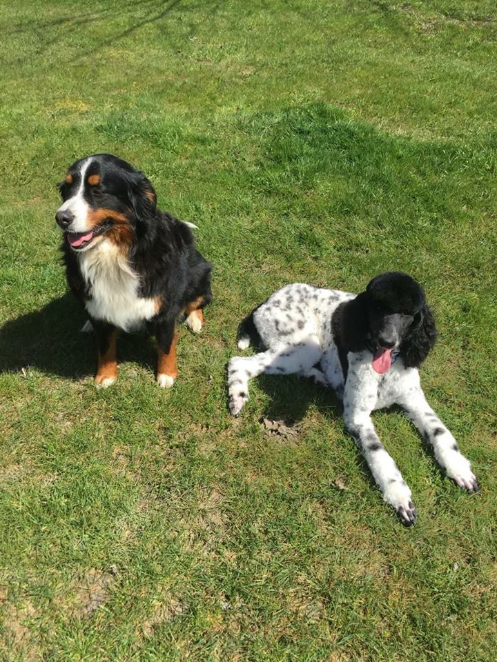 Top Dog Training School And Home Boarding Top Dog Training School And Home Boarding