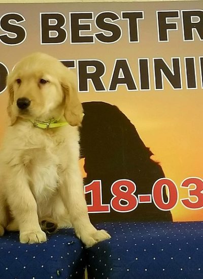 trained golden retriever for sale trained dogs for sale family obedience protection dogs trained golden retriever for sale trained dogs for sale family obedience protection dogs