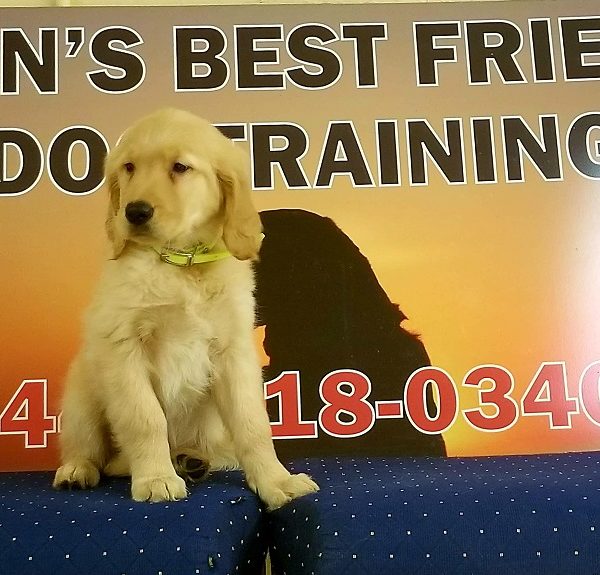 trained golden retriever sale trained golden retriever for sale s best friend trained golden retriever sale trained golden retriever for sale s best friend