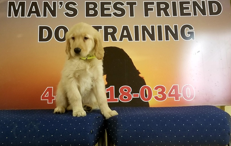 trained golden retriever sale trained golden retriever for sale s best friend trained golden retriever sale trained golden retriever for sale s best friend