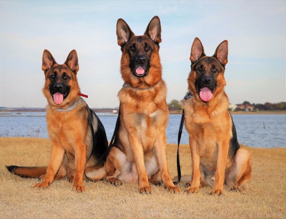 Nova Protection Trained German Shepherd Man's Best Friend