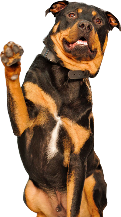 Waving Dog Waving Dog