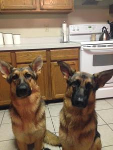 ruby and saphire - Trained German Shepherds