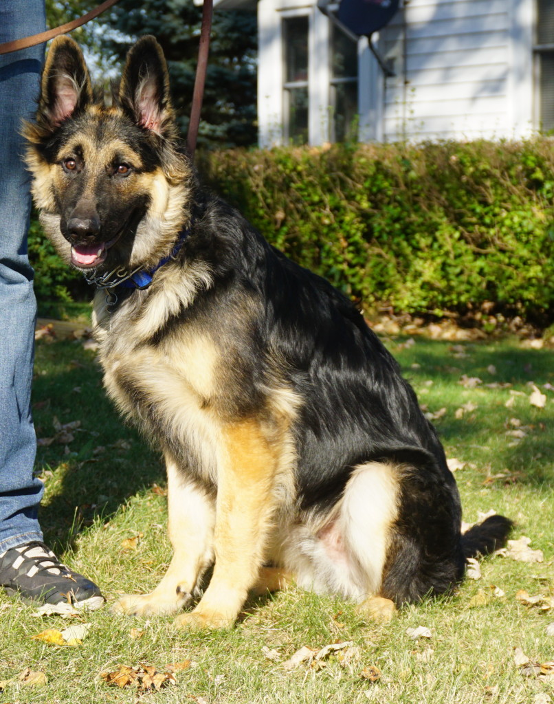 BARON MALE LONG HAIRED GERMAN SHEPHERD Man s Best Friend