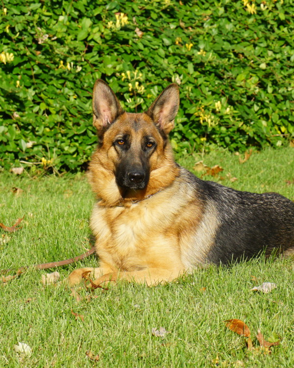 ANGIE BEAUTIFUL FEMALE GERMAN SHEPHERD Man's Best Friend