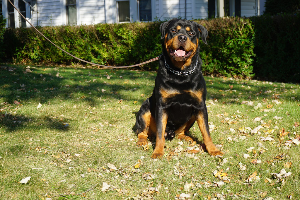 Big online male rottweiler