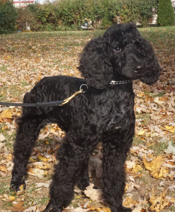 black male poodle