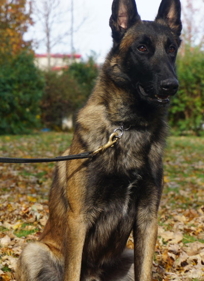 BARON: MALE, LONG-HAIRED GERMAN SHEPHERD - Man's Best Friend