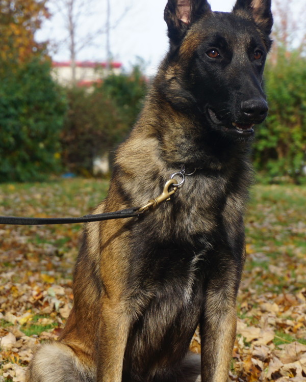 SHERKAN PROTECTION TRAINED BELGIAN MALINOIS Man's Best Friend