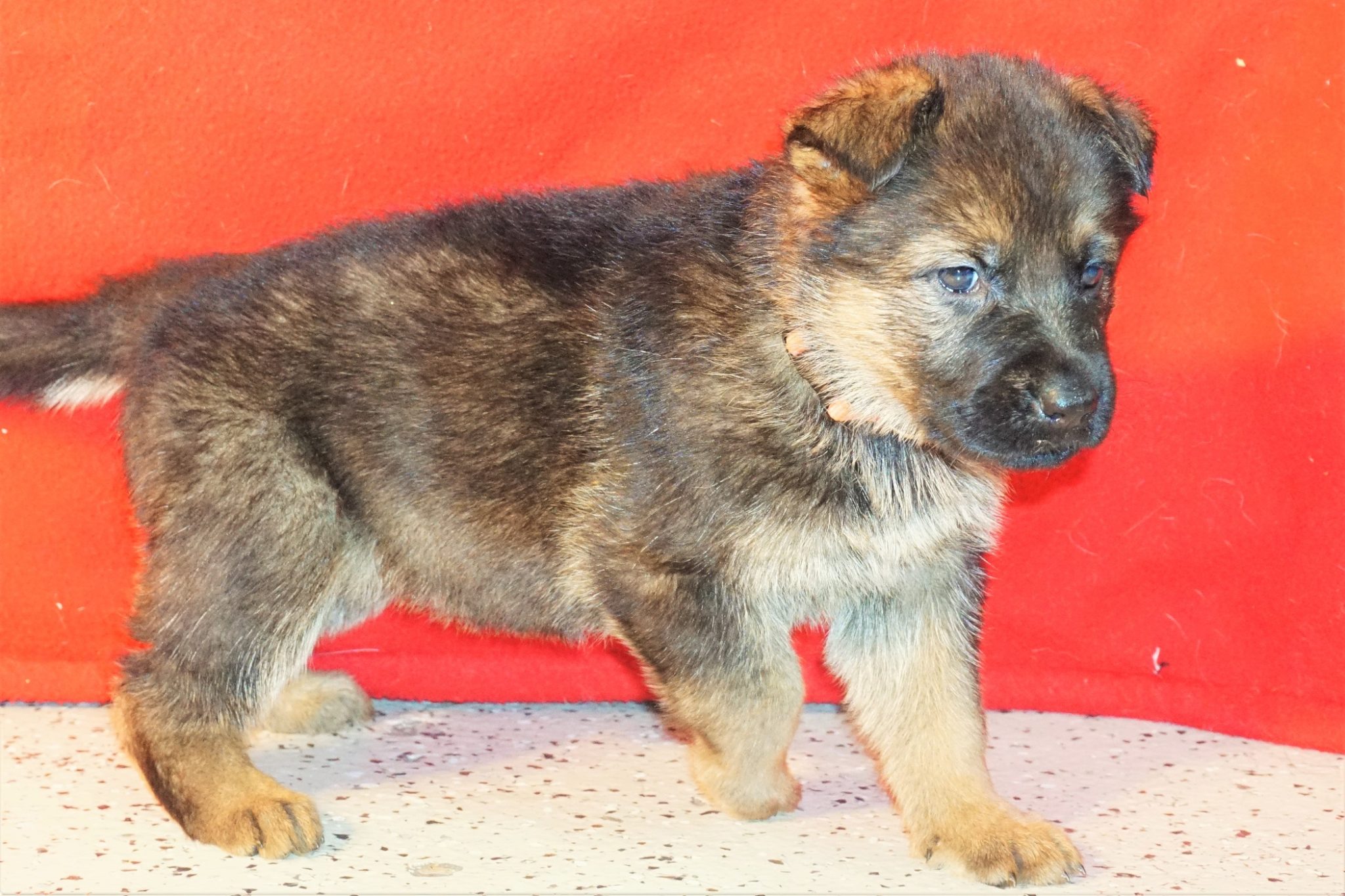 LADY GERMAN SHEPHERD PUPPY WE BREAD, RAISED, TRAINED AND SOLD TO
