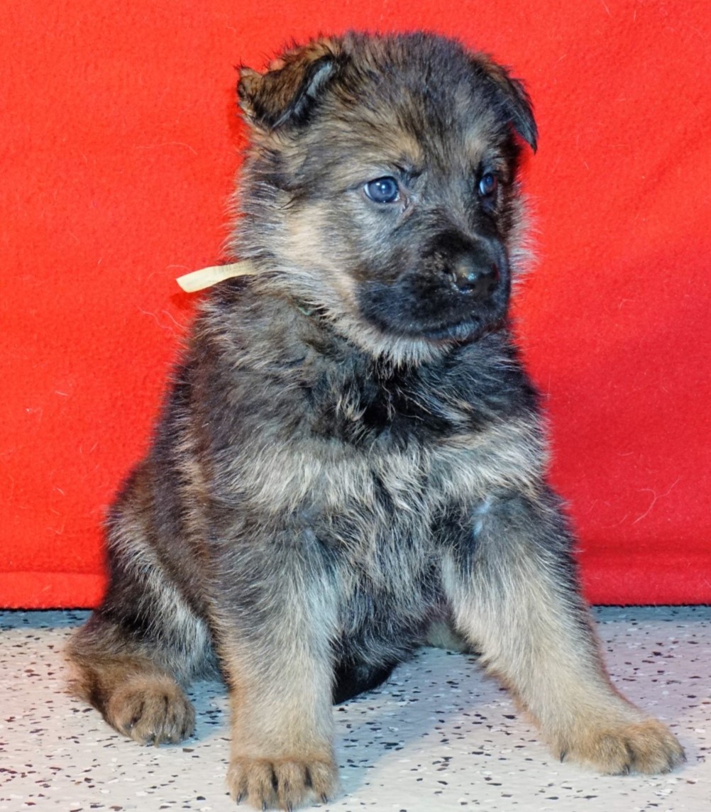 german shepherd females for sale