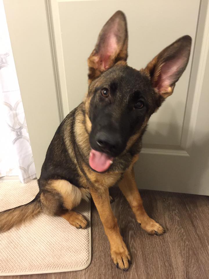 LIBERTY: GERMAN SHEPHERD PUPPY WE RAISED, TRAINED AND SOLD TO ...
