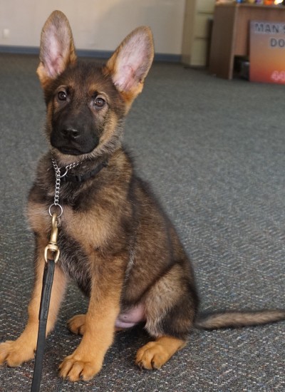 Trained Protection Dogs For Sale Texas Trained Protection Dogs For Sale Texas