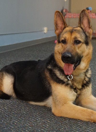 Trained Dogs For Sale In South Carolina Trained Dogs For Sale In South Carolina