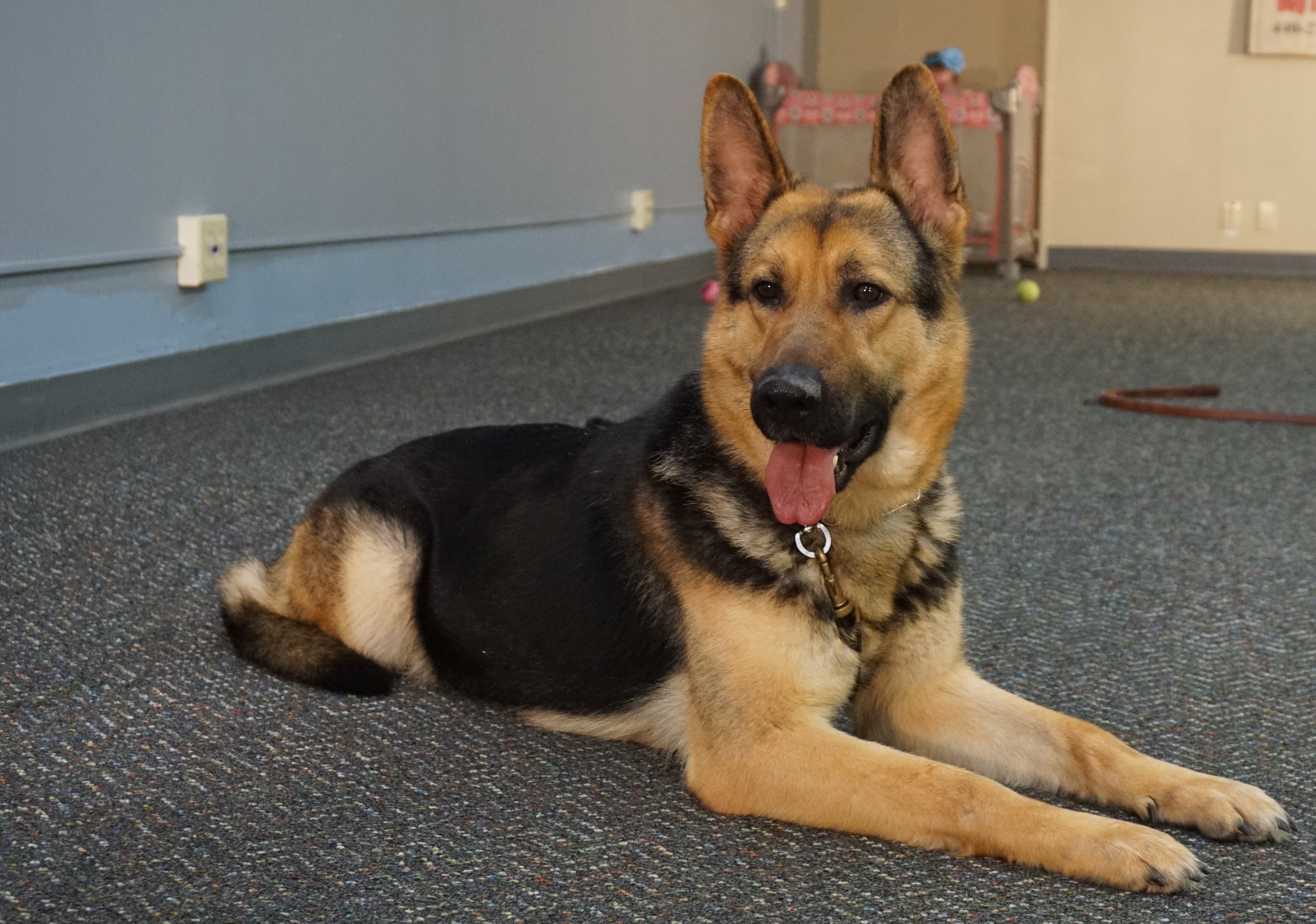 Diamond Loving Female German Shepherd Man s Best Friend