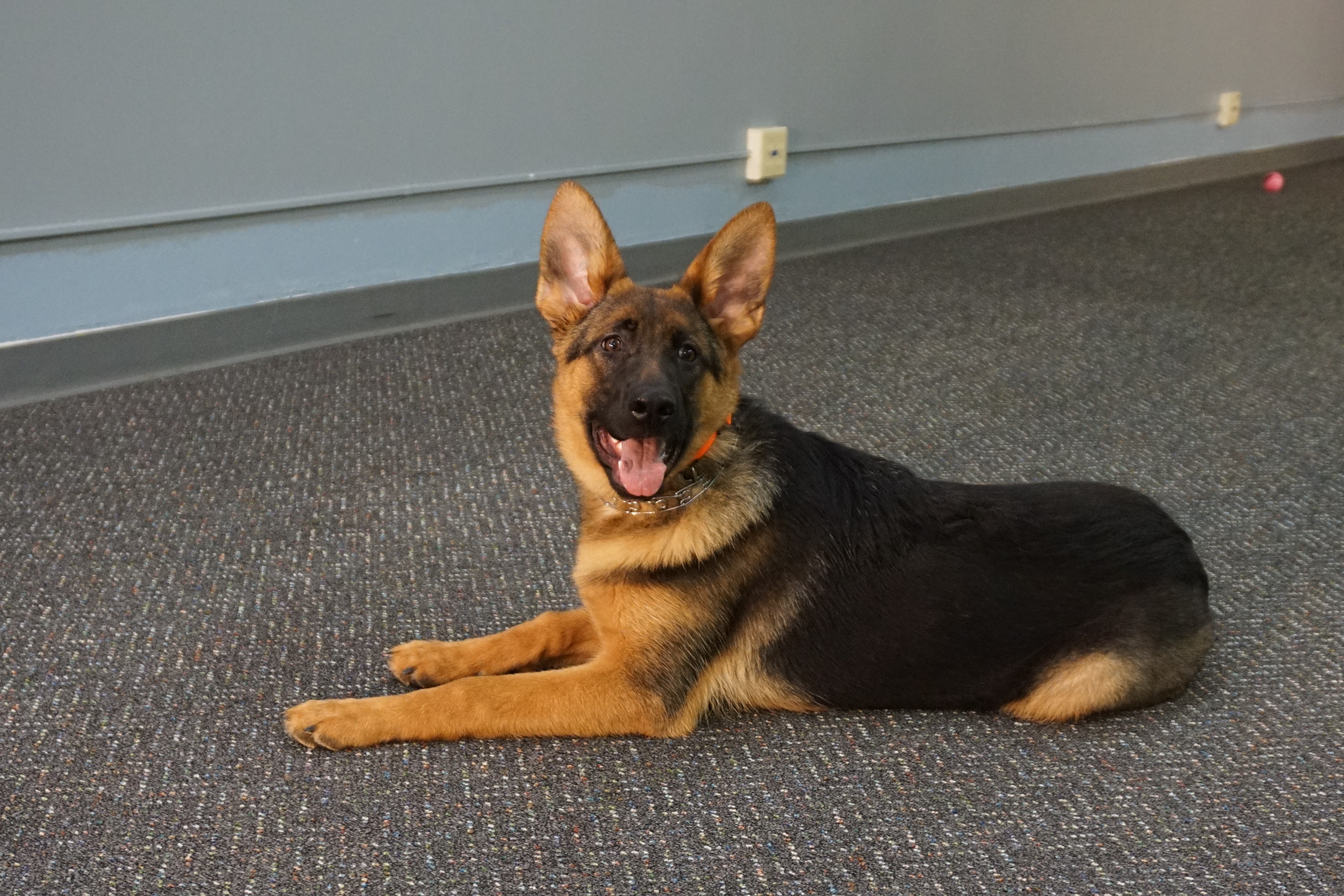 Elsa Czech Import Female German Shepherd Man's Best Friend