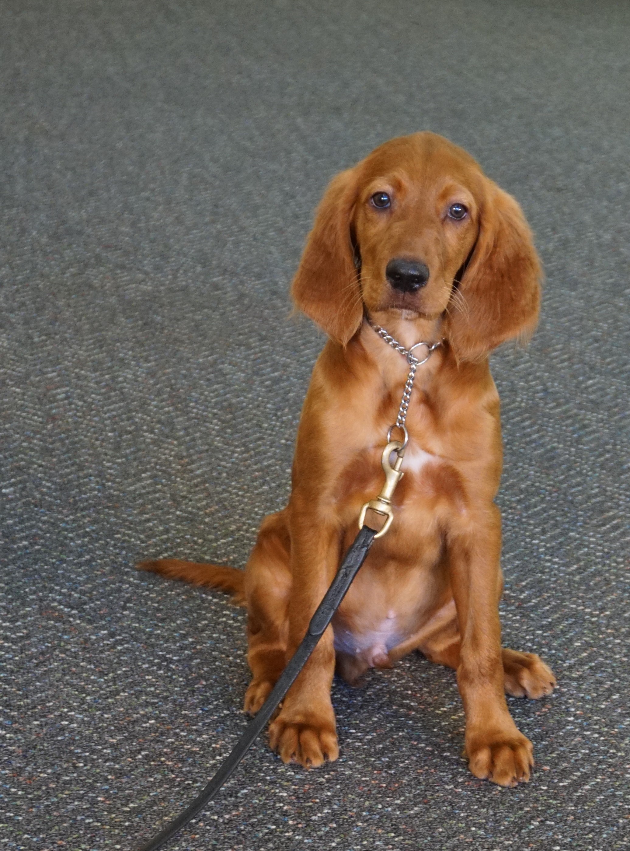 irish setter 83620