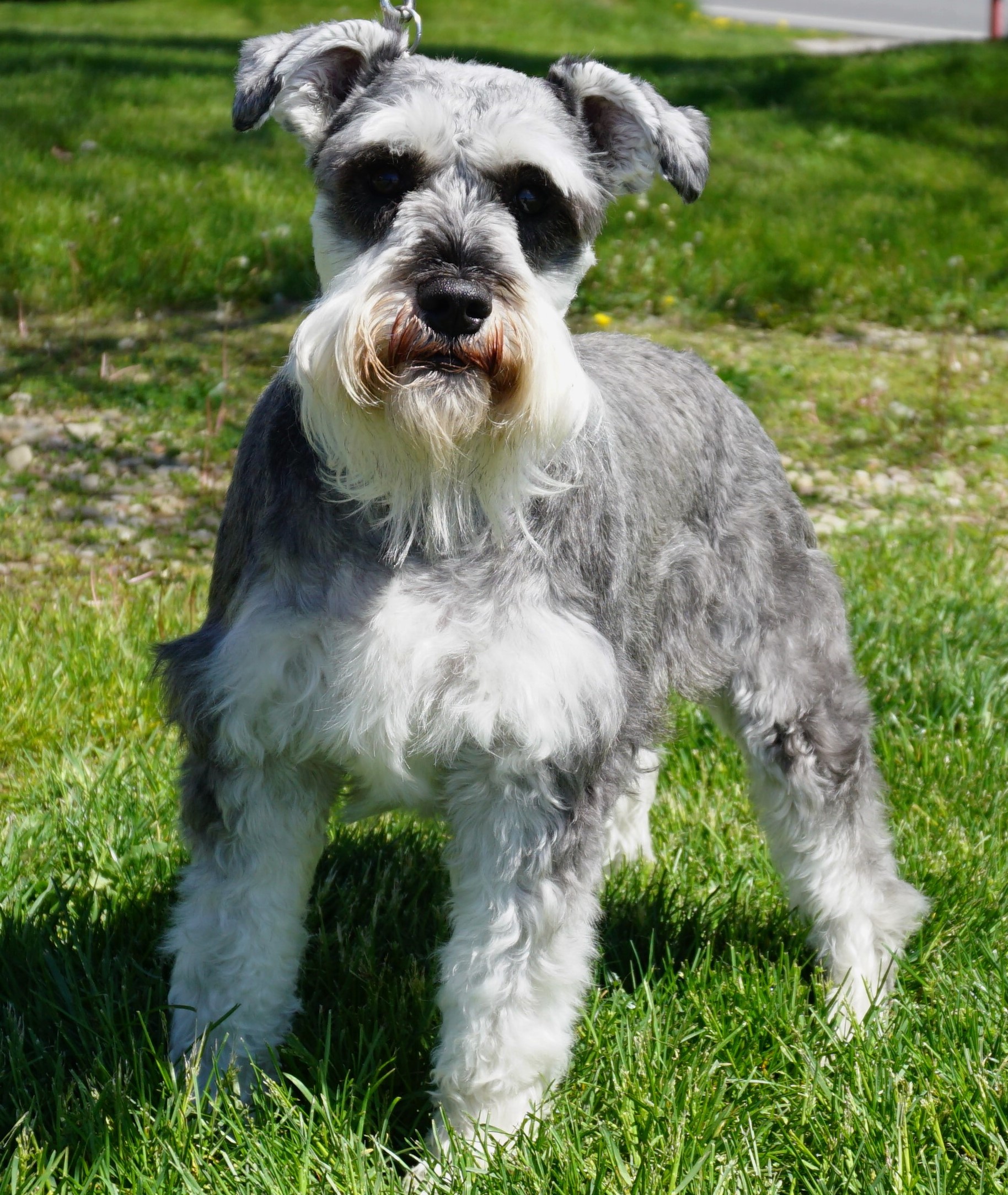 Bording Training Problem Dogs Bording Training Problem Dogs